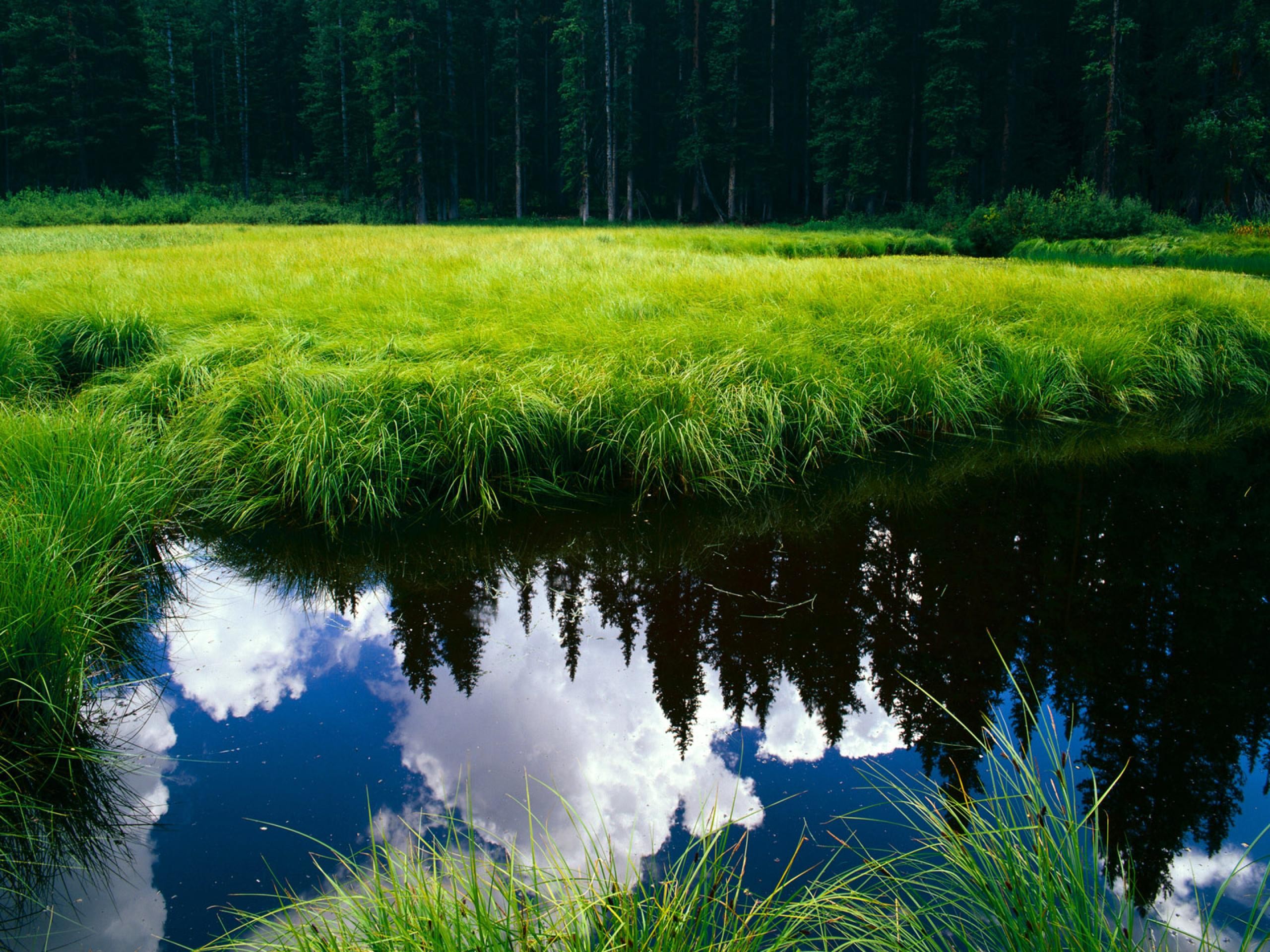 Травы рек и озер. Природа. Река в лесу. Чистая природа. Озеро в лесу.