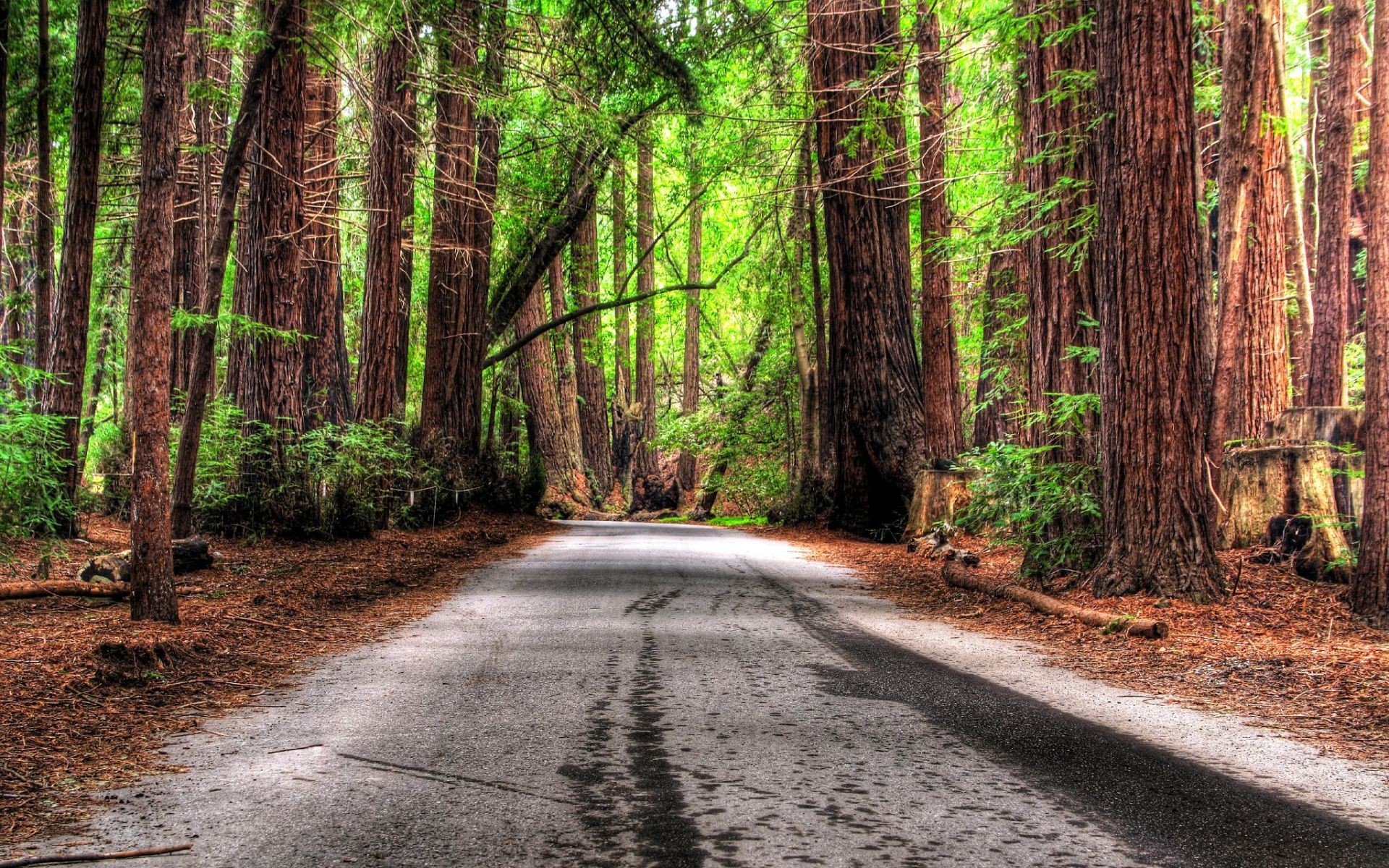 Дорога в красивом лесу. Дорога в лесу. Лесная дорога. Природа лес дорога. Дорога среди деревьев.